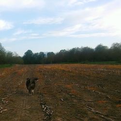 Dog on landscape against sky