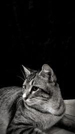 Close-up of a cat looking away