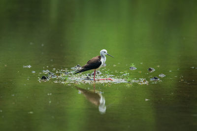 Bird perching on a lake