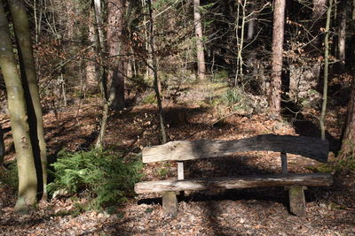Empty bench in forest