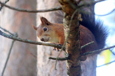 Close-up of squirrel