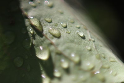 Close-up of water drops on leaf