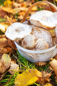 High angle view of mushrooms in a basket. autumn composition