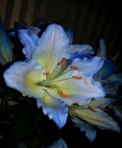 Close-up of blue flower growing outdoors