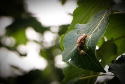 Close-up of insect on leaf