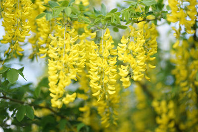 Close-up of yellow flowering plant