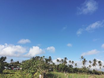 Palm trees against blue sky