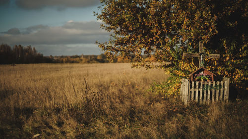 Trees on field against sky