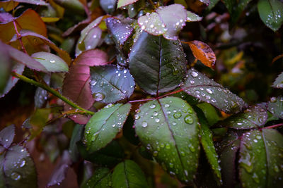 Close-up of wet plant leaves during rainy season