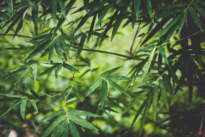 Close-up of pine tree