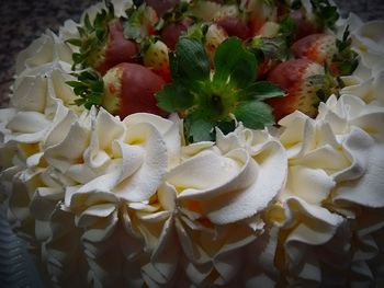 High angle view of white roses on plant