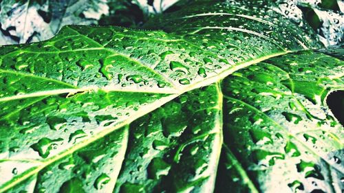 Close-up of green leaves