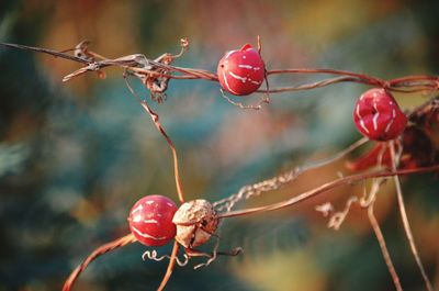 Close-up of red berries growing on tree