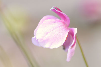 Close-up of pink rose flower