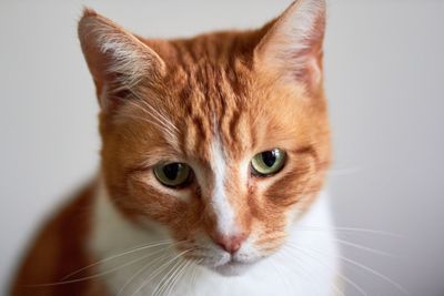 Portrait of cat against white background