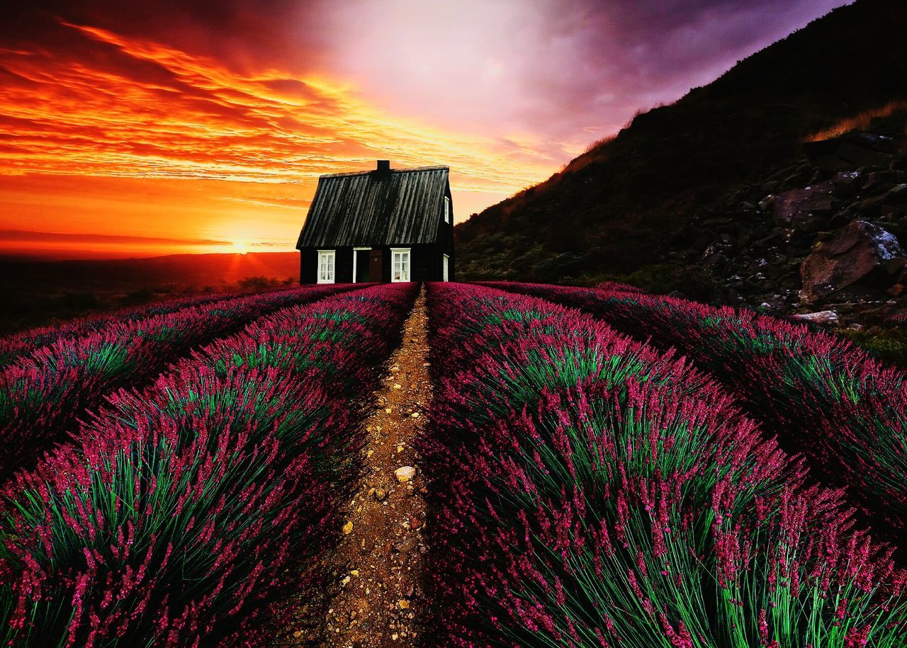 PURPLE FLOWERS ON FIELD AGAINST SKY DURING SUNSET