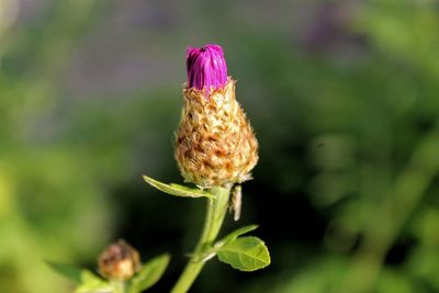 Close-up of flower blooming outdoors