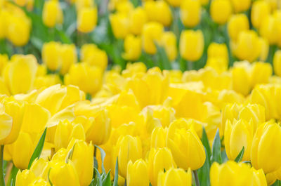 Close-up of yellow tulips on field