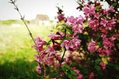 Close-up of pink flowers