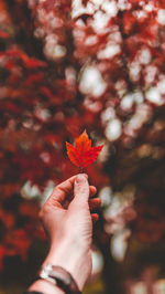 Close-up of hand holding leaves during autumn