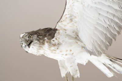 Close-up of eagle against white background