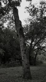 Trees growing in forest