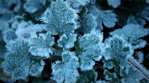 Full frame shot of frozen plants during winter