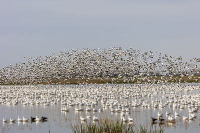 Birds in the lake against clear sky