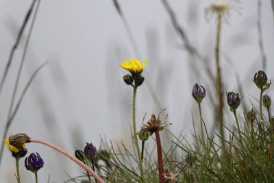 Close-up of yellow flowering plant