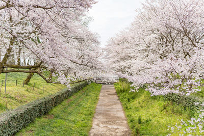 View of cherry blossom from canal