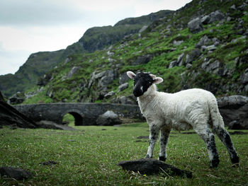 Sheep standing in a farm