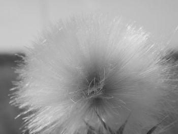 Close-up of dandelion flower