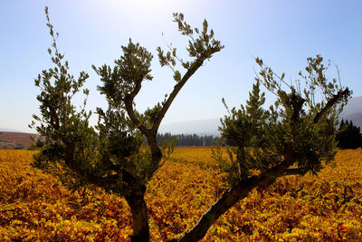 Trees on landscape against clear sky