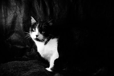 Portrait of cat sitting on black background
