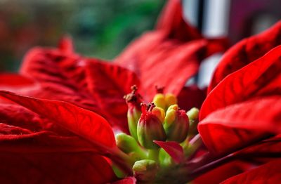 Close-up of red flowers blooming outdoors