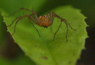 Close-up of spider on leaf