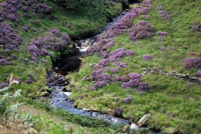 Purple flowering plants by rocks in forest