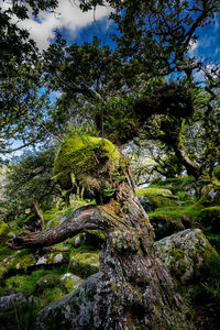 Low angle view of trees in forest