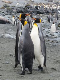 Penguins at beach