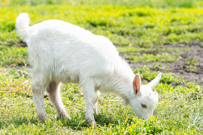 Sheep standing in a field