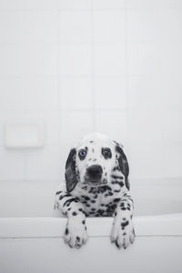 Portrait of dog sitting on floor