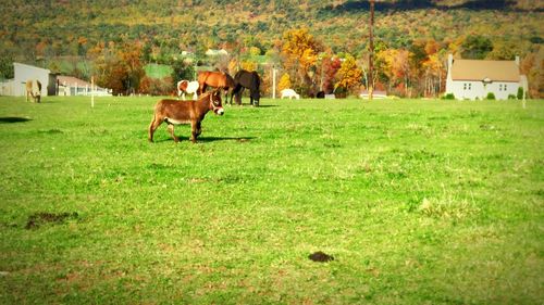 Sheep grazing on grassy field