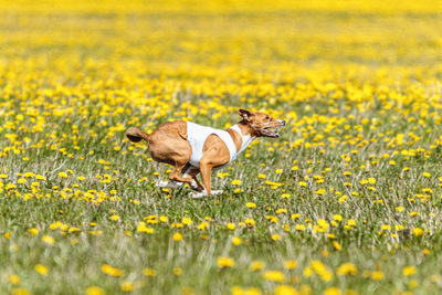 Basenji dog running in white jacket on coursing field at competition in summer