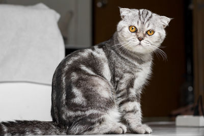 Portrait of a cat looking away