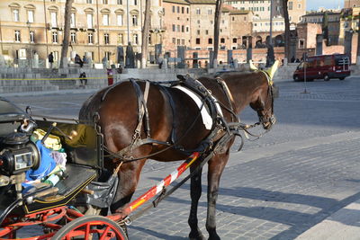 Horse cart on street in city