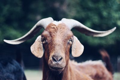 Close-up of goat looking at camera