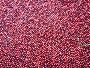 Full frame shot of red fruit