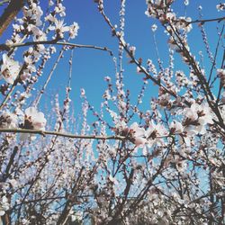 Low angle view of apple blossoms against sky
