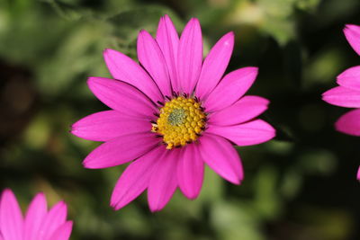 Close-up of purple coneflower blooming outdoors