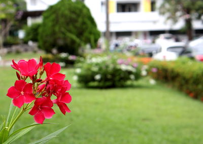 Close-up of red flowers blooming outdoors